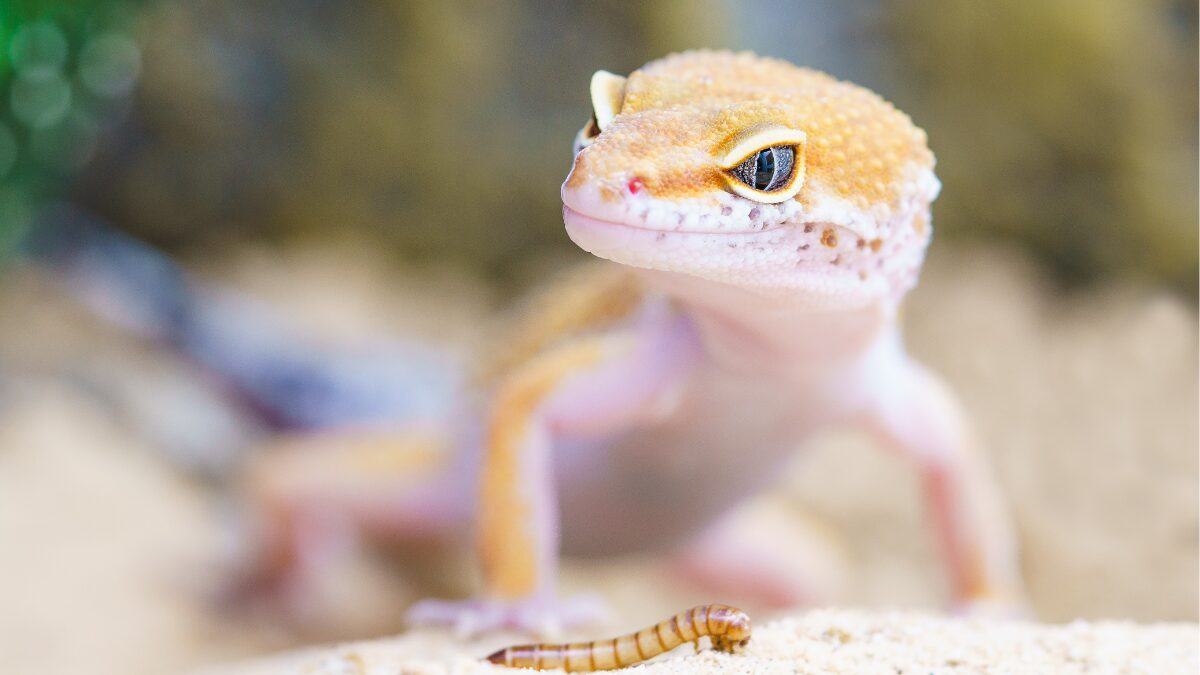 ヒョウモントカゲモドキとのふれあい