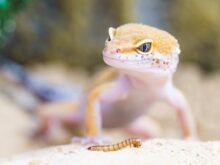 ヤモリgecko-2299365_1280